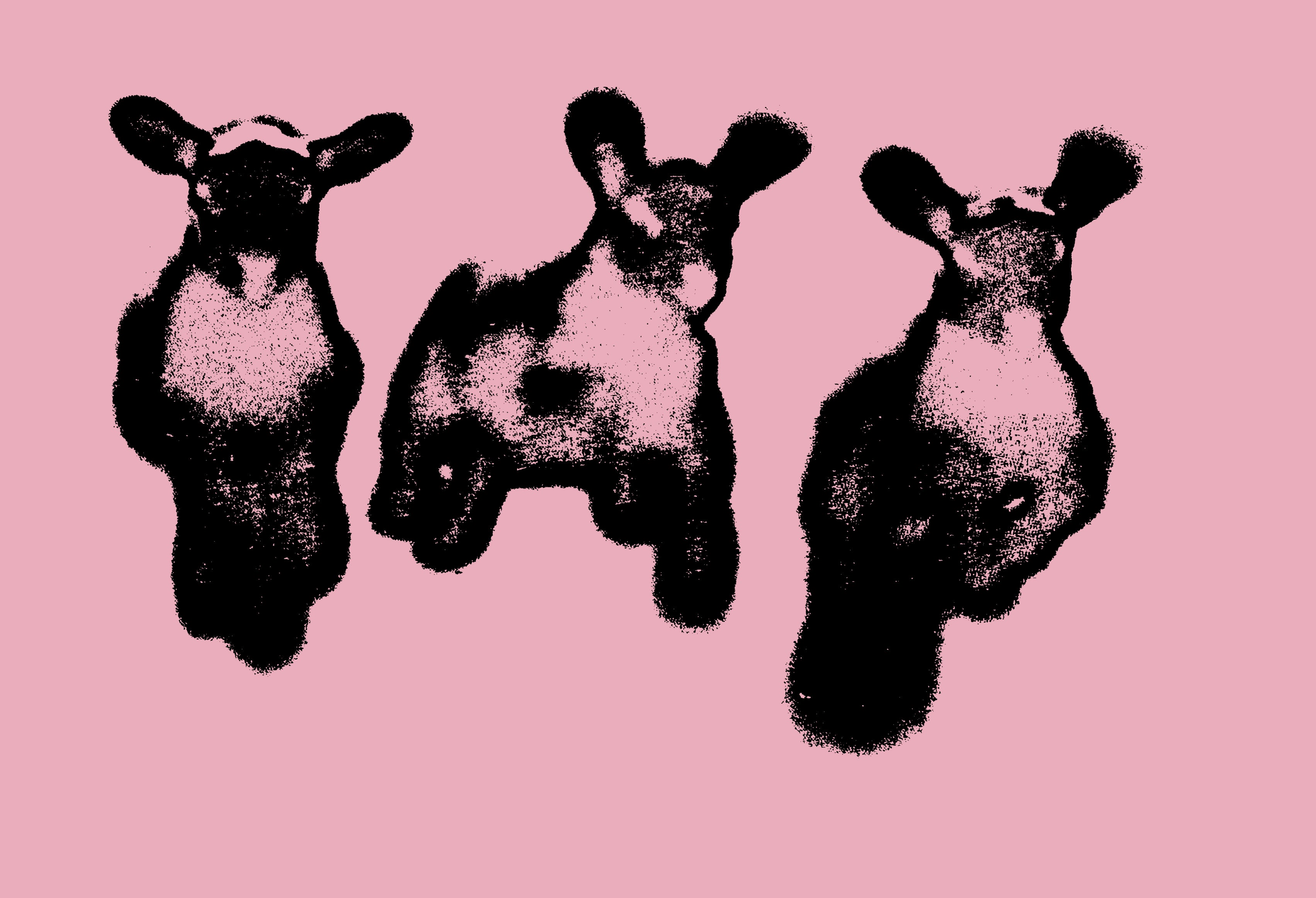 lambs.jpg